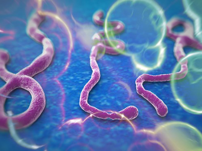 Đại dịch sốt xuất huyết Ebola tấn công cơ thể thế nào?